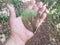 Hand holding green and brown leaf in the Guajataca forest in Puerto Rico