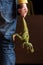 Hand holding green dinosaur