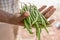 Hand Holding Green French Beans In Kenya East Africa