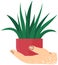 Hand holding green grass planted in ground, element of eco design. Houseplant, plant in pot