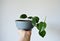 Hand holding green house plant philodendron in grey ceramic pot