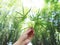 Hand holding green leaves over bammboo tree background.