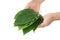 Hand holding Green Mitragyna speciosa Korth Leaves Kratom isolated on white background, Health Care and Midical Concept