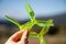 Hand holding green racing drone propellers