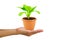 Hand holding green seedling lettuce in flower pot on white background with clipping path