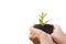 Hand holding a green and small plant. Green fresh plants isolated on white background