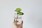 Hand holding green syngonium leaves in glass jar