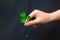 A hand is holding a green three-leaf clover on a black dark background. Close-up. Detailed