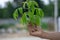 The hand is holding a green tree. Behind the natural image