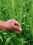 Hand holding green wheats