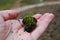 Hand holding ground with Bartramia pomiformis moss.