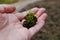 Hand holding ground with Bartramia pomiformis moss.