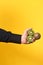 Hand holding a group of kiwis on yellow background