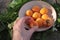 Hand holding half of the apricot. Ripe fresh apricots in a white vintage bowl on a rustic wooden table decorated with acacia flowe