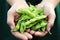 hand holding a handful of fresh edamame pods