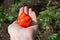 Hand Holding Harvested Organic Habanero Pepper