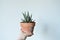 Hand holding haworthia house plant in terracotta pot