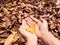 Hand holding a heart shaped leaf Sharing love