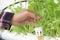 Hand holding hydroponic celery in garden
