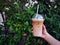 Hand Holding Iced Espresso Coffee by Green Plants Background