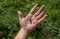 Hand holding the inert corpse of a honey bee in front of a background of grass and flowers