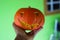 Hand holding a kabocha pumpkin with blurred background. Halloween pumpkin on hand.