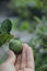 Hand holding kaffir lime