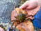 A hand holding a kelp crab from a tidal pool, also known as Pugettia producta.