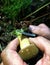 Hand holding knife, cleaning a foraged wild mushroom