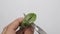 Hand holding knife cutting green aloe vera leaf plant.