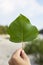 Hand holding a leaf of black poplar