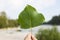 Hand holding a leaf of black poplar