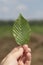 Hand holding a leaf of field elm