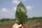 Hand holding a leaf of hackberry tree