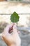 Hand holding a leaf of white poplar. vertical shot