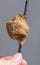 A hand holding a light brown Praying mantis nest against a gray background.