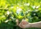 Hand holding light bulb on green leaves with energy source icons