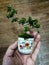 Hand holding little bonsai in pot. Botanic garden for hobby idea