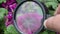 Hand holding magnifying glass to a purple flower on a field