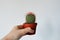 Hand holding mammillaria house plant in small brown pot