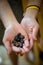 Hand Holding Mexican Cocoa Beans Or Cacao