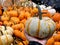 Hand holding a Mini Tiger Stripe pumpkin