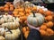 Hand holding a Mini Tiger Stripe pumpkins