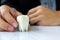 Hand holding molar