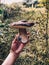 Hand holding mushroom boletus in sunny autumn woodland. Boletus edulis. Person picking porcini