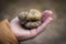 Hand holding mushroom called Tricholoma equestre