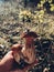 Hand holding mushrooms boletus in sunny autumn woodland. Boletus edulis. Person picking porcini