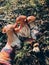 Hand holding mushrooms boletus in sunny autumn woodland. Boletus edulis. Person picking porcini