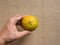 Hand holding Nagpur orange