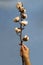 Hand Is Holding Natural Cotton Branch  with seven cotton boll on vertical image